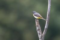 Motacilla cinerea