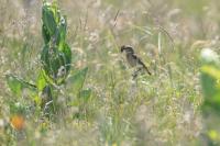 Saxicola rubetra