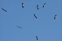Ciconia ciconia