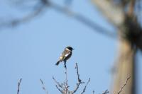 Saxicola rubicola