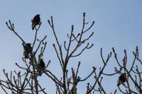 Sturnus vulgaris