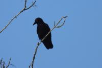 Corvus corone