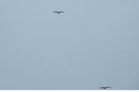 ornitho