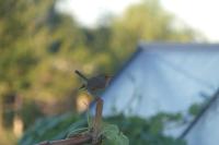 Erithacus rubecula