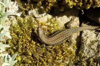 Lézard des murailles 