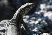 Lézard des murailles 