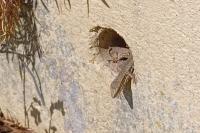 Lézard des murailles 