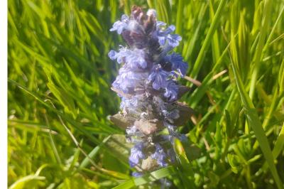 <i>Ajuga reptans</i>