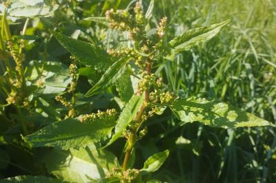 <i>Rumex obtusifolius</i>