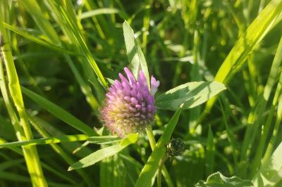 <i>Trifolium pratense</i>