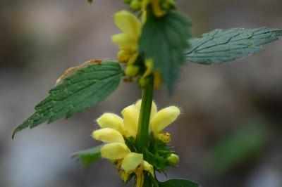 <i>Lamium galeobdolon</i>
