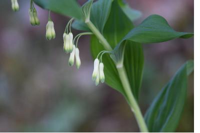 <i>Polygonatum multiflorum</i>
