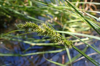 <i>Carex elongata</i>