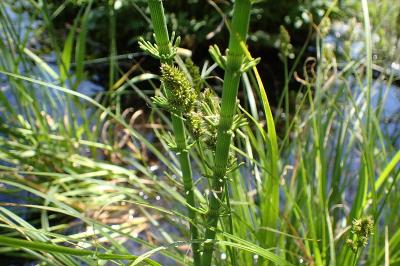 <i>Equisetum fluviatile</i>