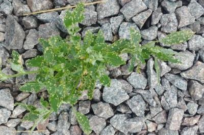 <i>Chenopodium album</i>