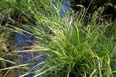 <i>Carex elongata</i>