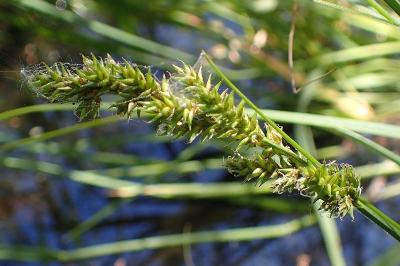 <i>Carex elongata</i>