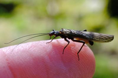 <i>Brachyptera seticornis</i>