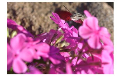 <i>Macroglossum stellatarum</i>