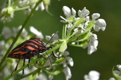 <i>Graphosoma italicum</i>