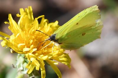 <i>Gonepteryx rhamni</i>