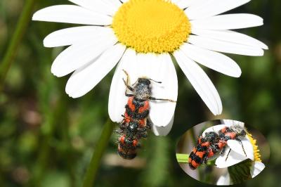 <i>Trichodes alvearius</i>