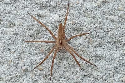 Pisaura mirabilis