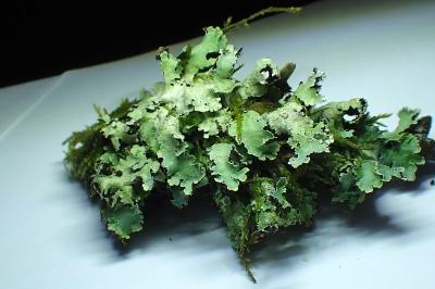 <i>Platismatia glauca</i>