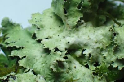 <i>Platismatia glauca</i>