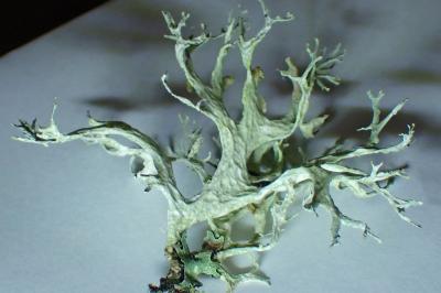 <i>Evernia prunastri</i>