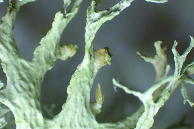 <i>Evernia prunastri</i>