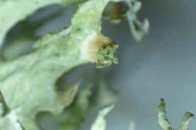<i>Evernia prunastri</i>