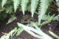 Pelophylax kl. esculentus