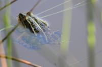 Pelophylax kl. esculentus