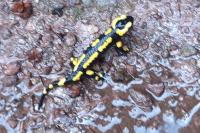 Salamandra salamandra