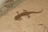 Lissotriton helveticus