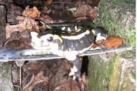 Salamandra salamandra