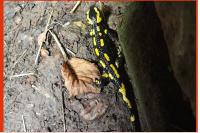 Salamandra salamandra