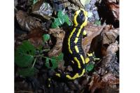 Salamandra salamandra