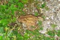Crapaud commun 