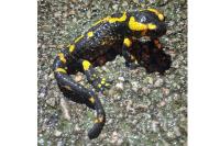 Salamandra salamandra