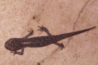 Ichthyosaura alpestris