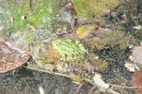 Pelophylax kl. esculentus