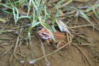 Rana temporaria