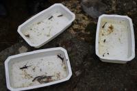 Ichthyosaura alpestris