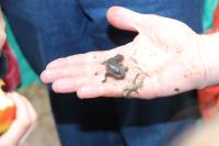 Ichthyosaura alpestris