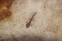 Salamandra salamandra