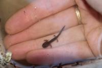 Salamandra salamandra