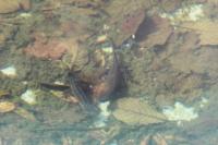 Ichthyosaura alpestris