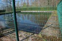 Ichthyosaura alpestris